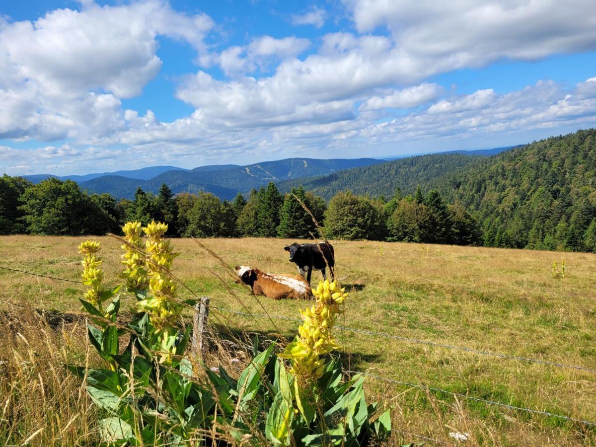 Appartement Chaleureux Au Coeur Des Hautes Vosges Ventron Exteriér fotografie